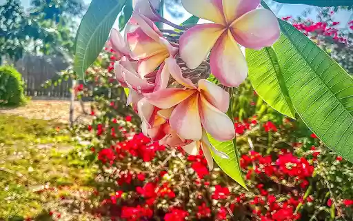 Purple frangipani flower from Chrome web store to be run with OffiDocs Chromium online Purple frangipani flower from Chrome web store to be run with OffiDocs Chromium online