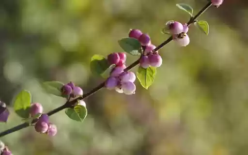 Purple fruit branches  from Chrome web store to be run with OffiDocs Chromium online