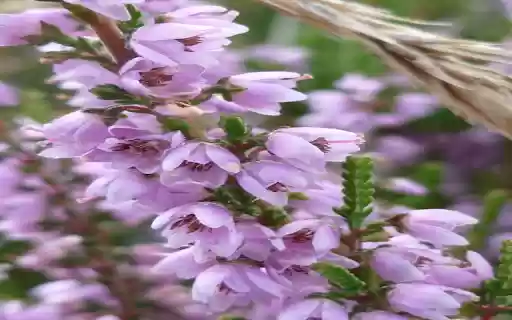 Purple heather wallpaper  from Chrome web store to be run with OffiDocs Chromium online