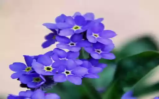 Purple Lapis Lazuli Wallpaper  from Chrome web store to be run with OffiDocs Chromium online