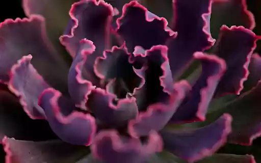 Purple leaf curly tree  from Chrome web store to be run with OffiDocs Chromium online