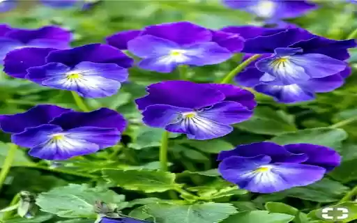 Purple Pansy Wallpaper  from Chrome web store to be run with OffiDocs Chromium online