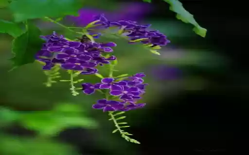 Purple Pearl Flower Wallpaper from Chrome web store to be run with OffiDocs Chromium online Purple Pearl Flower Wallpaper from Chrome web store to be run with OffiDocs Chromium online