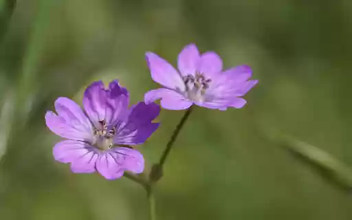 Purple Petals  from Chrome web store to be run with OffiDocs Chromium online