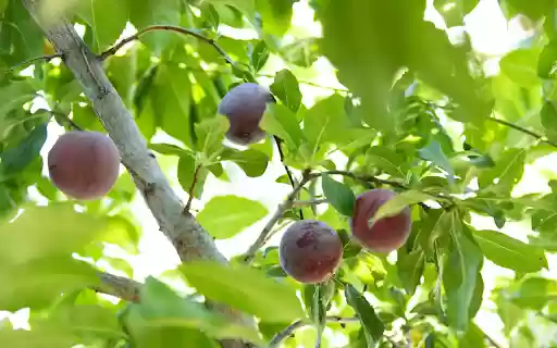 Purple plum tree  from Chrome web store to be run with OffiDocs Chromium online