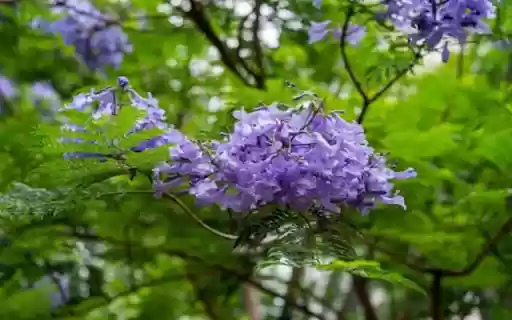 purple poinciana flower from Chrome web store to be run with OffiDocs Chromium online purple poinciana flower from Chrome web store to be run with OffiDocs Chromium online