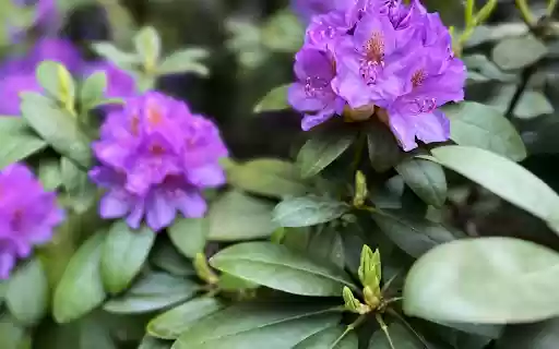 Purple Rhododendron in Bloom  from Chrome web store to be run with OffiDocs Chromium online