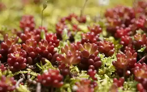 Purple stone lotus  from Chrome web store to be run with OffiDocs Chromium online