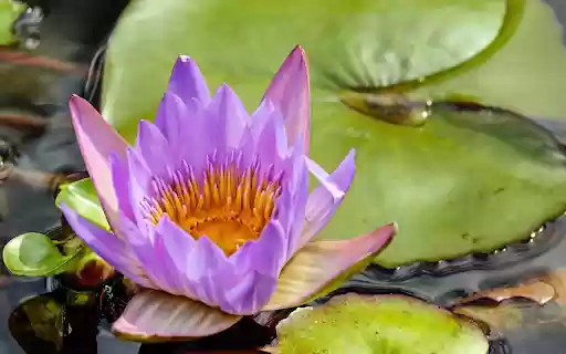 Purple water lily  from Chrome web store to be run with OffiDocs Chromium online