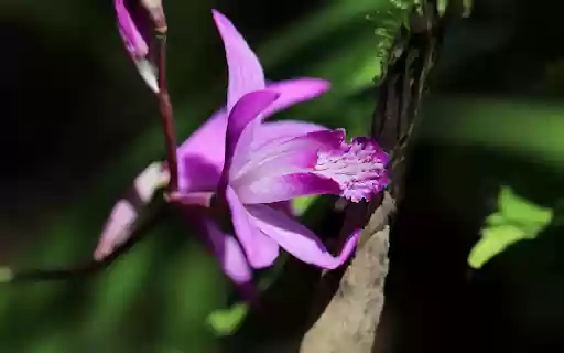 Queen purple orchid from Chrome web store to be run with OffiDocs Chromium online Queen purple orchid from Chrome web store to be run with OffiDocs Chromium online