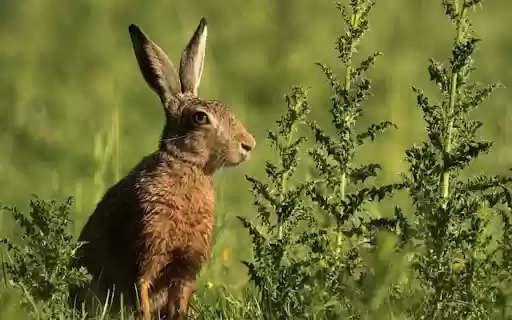 RABBIT 3 Theme  from Chrome web store to be run with OffiDocs Chromium online