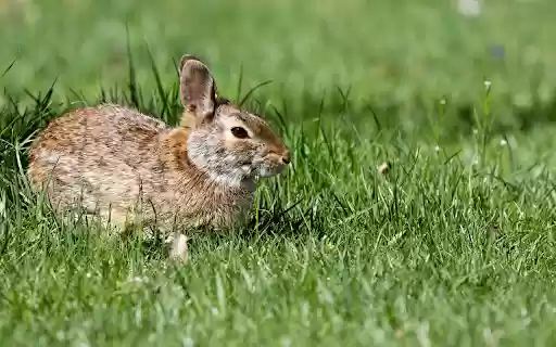 Rabbit on the meadow  from Chrome web store to be run with OffiDocs Chromium online