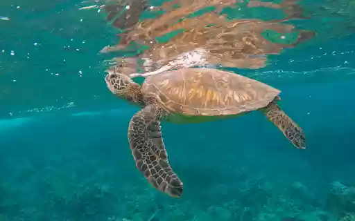 Rùa biển  from Chrome web store to be run with OffiDocs Chromium online