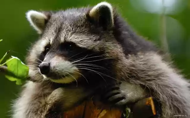 Raccoon  from Chrome web store to be run with OffiDocs Chromium online