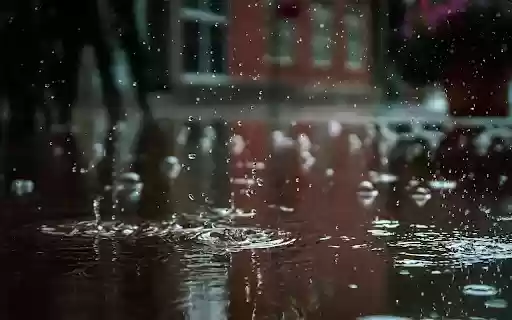 Raindrops delicately cling to the surface  from Chrome web store to be run with OffiDocs Chromium online