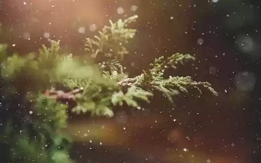 Rain falls on tree branches from Chrome web store to be run with OffiDocs Chromium online Rain falls on tree branches from Chrome web store to be run with OffiDocs Chromium online