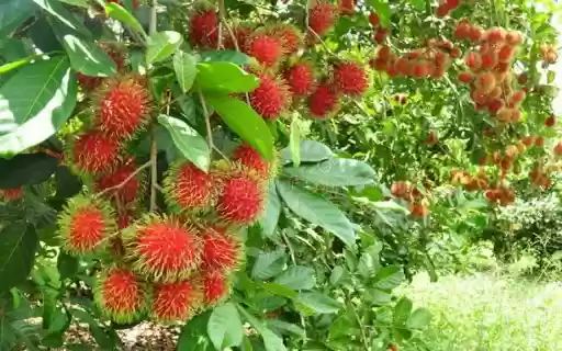 rambutan tree wallpaper  from Chrome web store to be run with OffiDocs Chromium online
