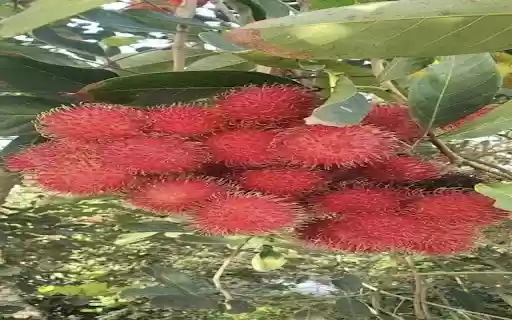 rambutan wallpaper from Chrome web store to be run with OffiDocs Chromium online rambutan wallpaper from Chrome web store to be run with OffiDocs Chromium online