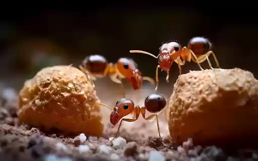 Red ants  from Chrome web store to be run with OffiDocs Chromium online