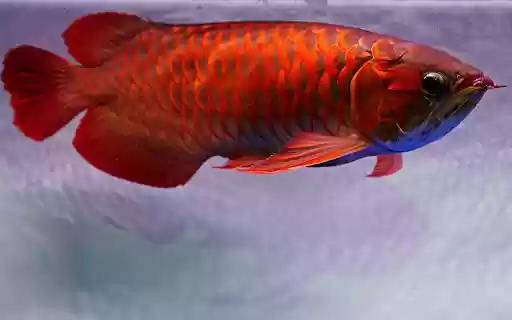red arowana fish scales  from Chrome web store to be run with OffiDocs Chromium online
