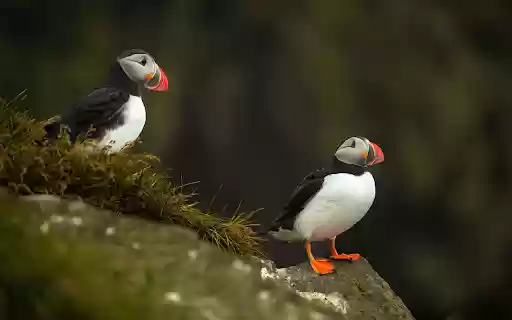 Red beaked bird  from Chrome web store to be run with OffiDocs Chromium online