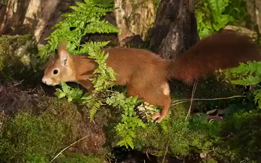 Red brown squirrel  from Chrome web store to be run with OffiDocs Chromium online