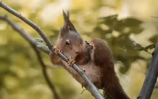 Red brown squirrel with sharp claws  from Chrome web store to be run with OffiDocs Chromium online