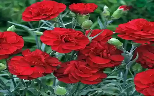 Red Carnation Wallpaper  from Chrome web store to be run with OffiDocs Chromium online