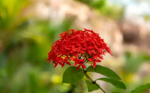 Red cluster peonies  from Chrome web store to be run with OffiDocs Chromium online