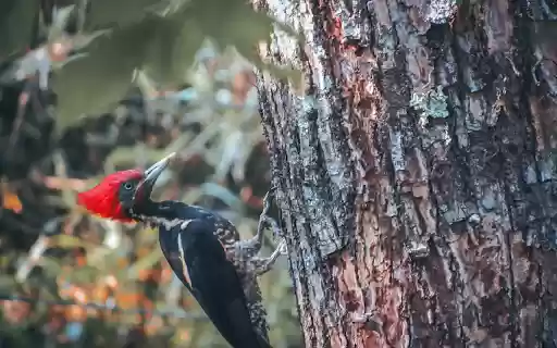 Red cockaded woodpecker from Chrome web store to be run with OffiDocs Chromium online Red cockaded woodpecker from Chrome web store to be run with OffiDocs Chromium online
