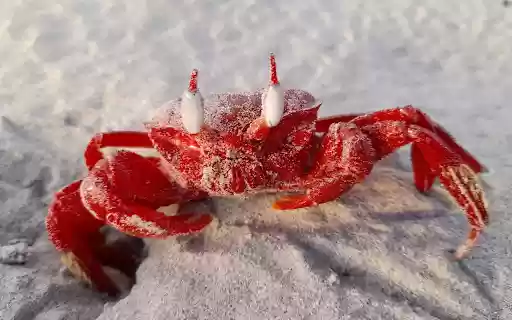 Red crab and big eyes  from Chrome web store to be run with OffiDocs Chromium online