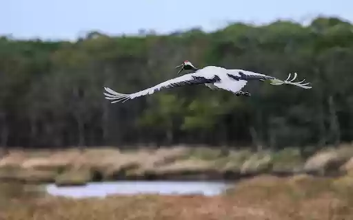 Red crowned Crane Flying  from Chrome web store to be run with OffiDocs Chromium online