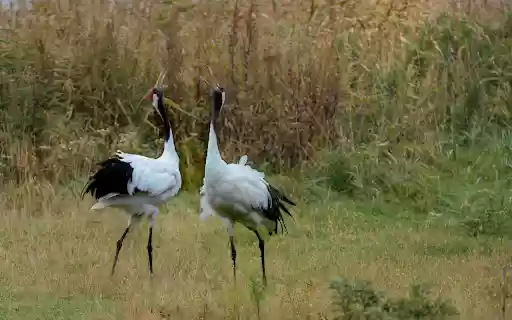 Red crowned cranes  from Chrome web store to be run with OffiDocs Chromium online