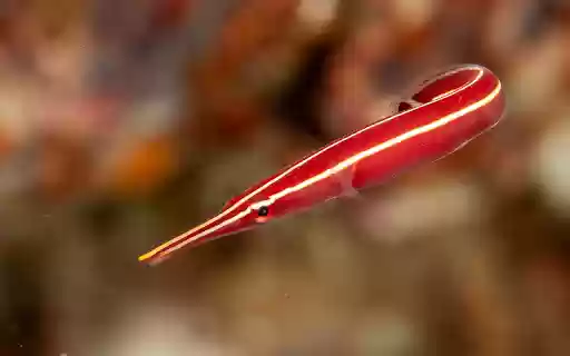 Red eggplant with white stripes  from Chrome web store to be run with OffiDocs Chromium online