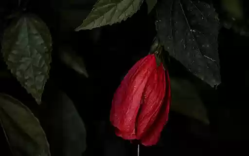 Red flower at night  from Chrome web store to be run with OffiDocs Chromium online