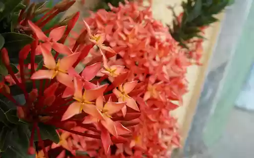 Red flower cluster  from Chrome web store to be run with OffiDocs Chromium online