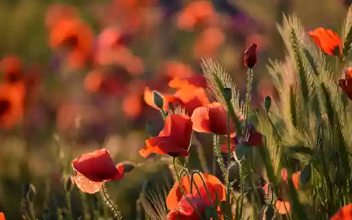 Red flower garden  from Chrome web store to be run with OffiDocs Chromium online