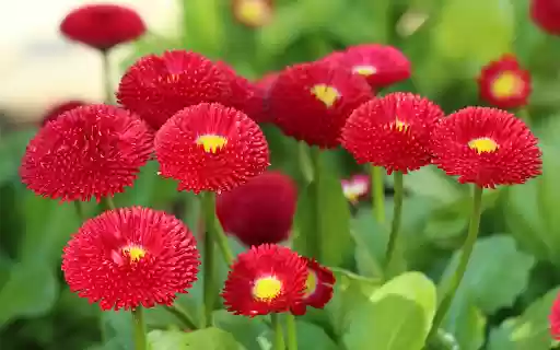 Red flowers  from Chrome web store to be run with OffiDocs Chromium online