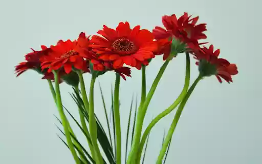 Red gerbera flowers  from Chrome web store to be run with OffiDocs Chromium online
