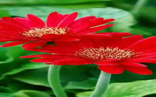 Red gerbera wallpaper  from Chrome web store to be run with OffiDocs Chromium online