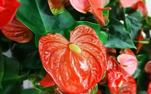 Red heart flower  from Chrome web store to be run with OffiDocs Chromium online