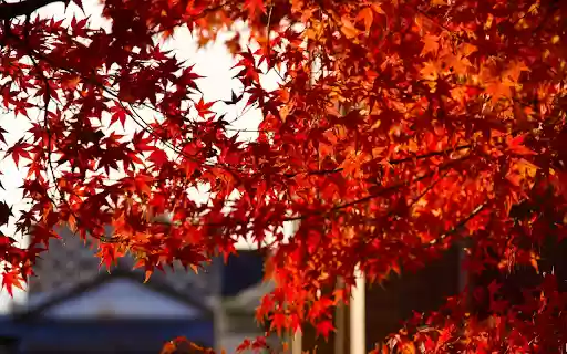 red leaves and sunshine  from Chrome web store to be run with OffiDocs Chromium online