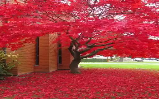 red maple tree wallpaper from Chrome web store to be run with OffiDocs Chromium online red maple tree wallpaper from Chrome web store to be run with OffiDocs Chromium online