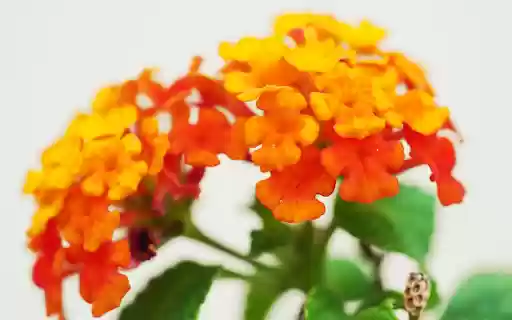 Red Orange Flower Branch  from Chrome web store to be run with OffiDocs Chromium online