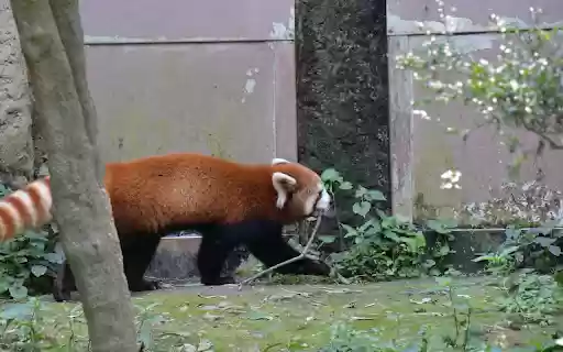 Red panda and striped tail.  from Chrome web store to be run with OffiDocs Chromium online