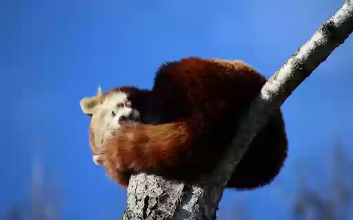 Red Panda Sleeping  from Chrome web store to be run with OffiDocs Chromium online
