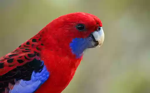 Red parrot from Chrome web store to be run with OffiDocs Chromium online Red parrot from Chrome web store to be run with OffiDocs Chromium online