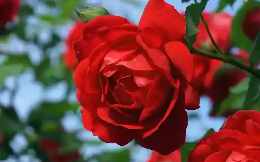 Red roses  from Chrome web store to be run with OffiDocs Chromium online