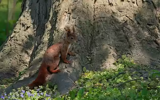 Red Squirrel Under the Big Tree from Chrome web store to be run with OffiDocs Chromium online Red Squirrel Under the Big Tree from Chrome web store to be run with OffiDocs Chromium online
