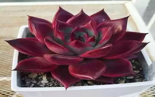 red succulent wallpaper  from Chrome web store to be run with OffiDocs Chromium online